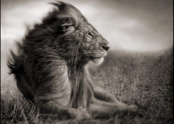 lion sitting in grassy field facing the wind; flow of thoughts