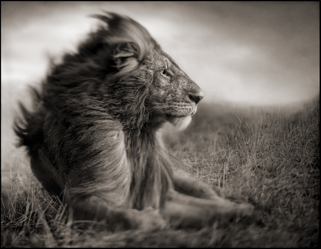 lion sitting in grassy field facing the wind; thought meditation