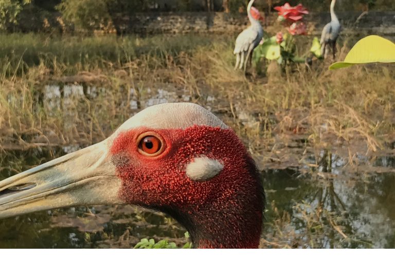 Buddha Once Saved a Crane. Now Its Descendants Are in Danger.