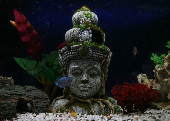 Buddha head decoration in fish bowl