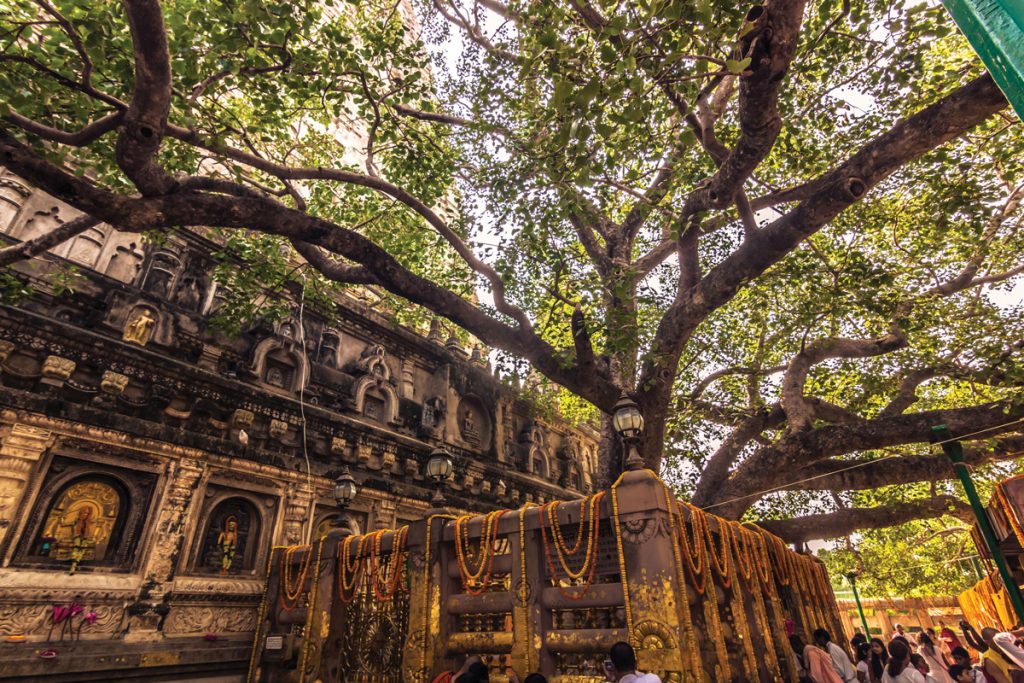 Bodhi Tree in Need of TLC