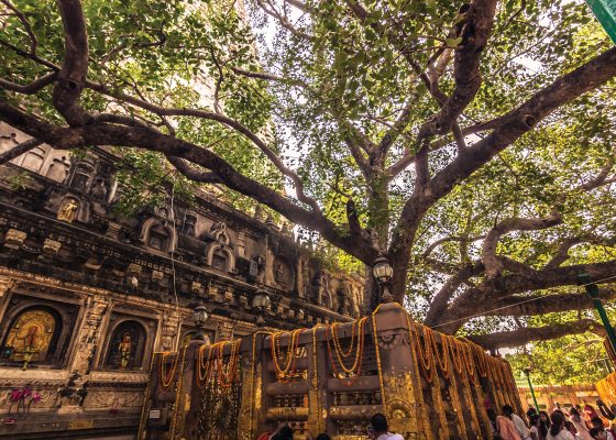 Image of the Bodhi Tree in Bodhgaya