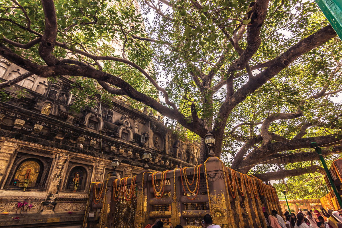 Bodhi Tree in BODH GAYA || TEMPLE KNOWLEDGE