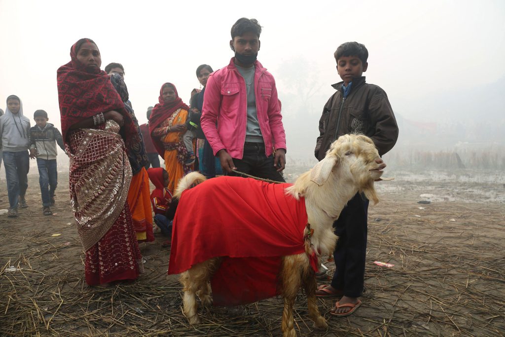 Buddha Buzz Weekly: Mass Animal Sacrifice in Nepal
