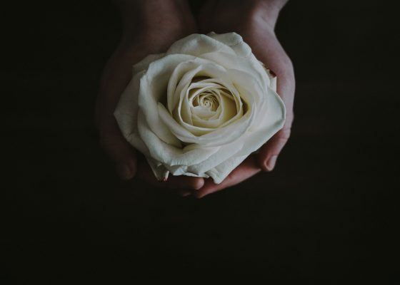 white rose for myanmar