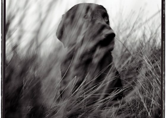 photo of a dog sitting in tall grass for story on buddhism and pet euthanasia