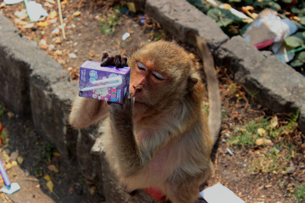 Buddha Buzz Weekly: Monkeys Take Over Thai City