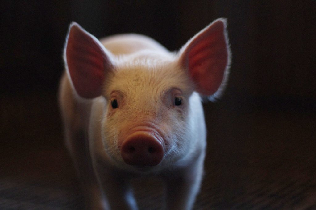 In New Law, the UK Formally Recognizes Animals as Sentient Beings