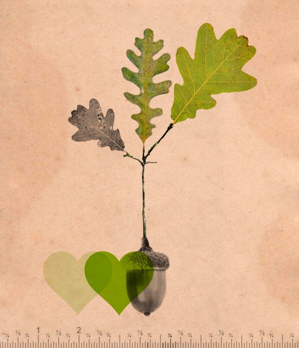 Haiku on an Acorn Tricycle The Buddhist Review