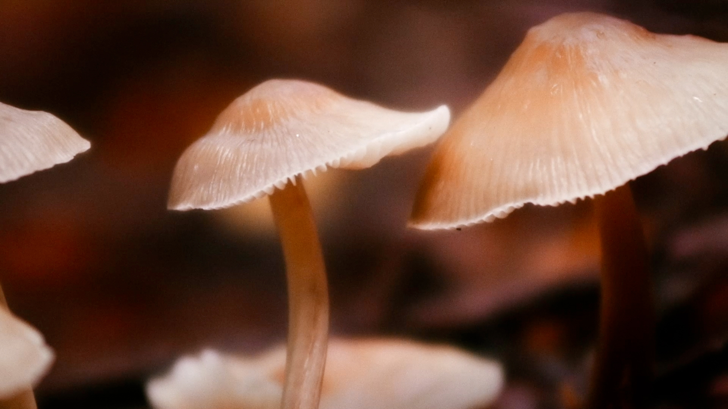 descending the mountain