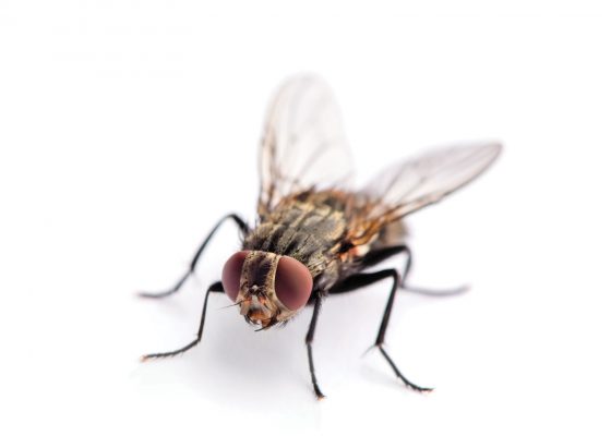 fruit fly bodhichitta