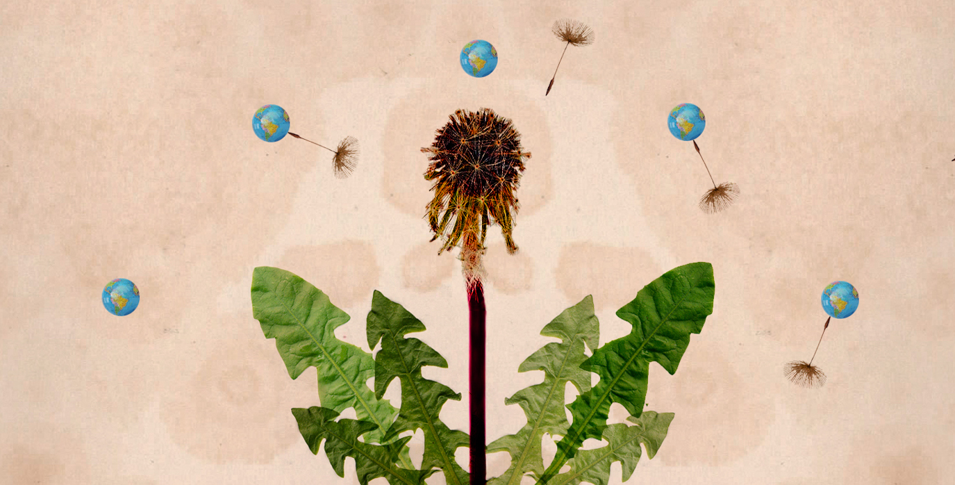 A Poem on Dandelions from the Tricycle Haiku Challenge