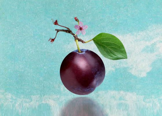 Haiku Challenge plum
