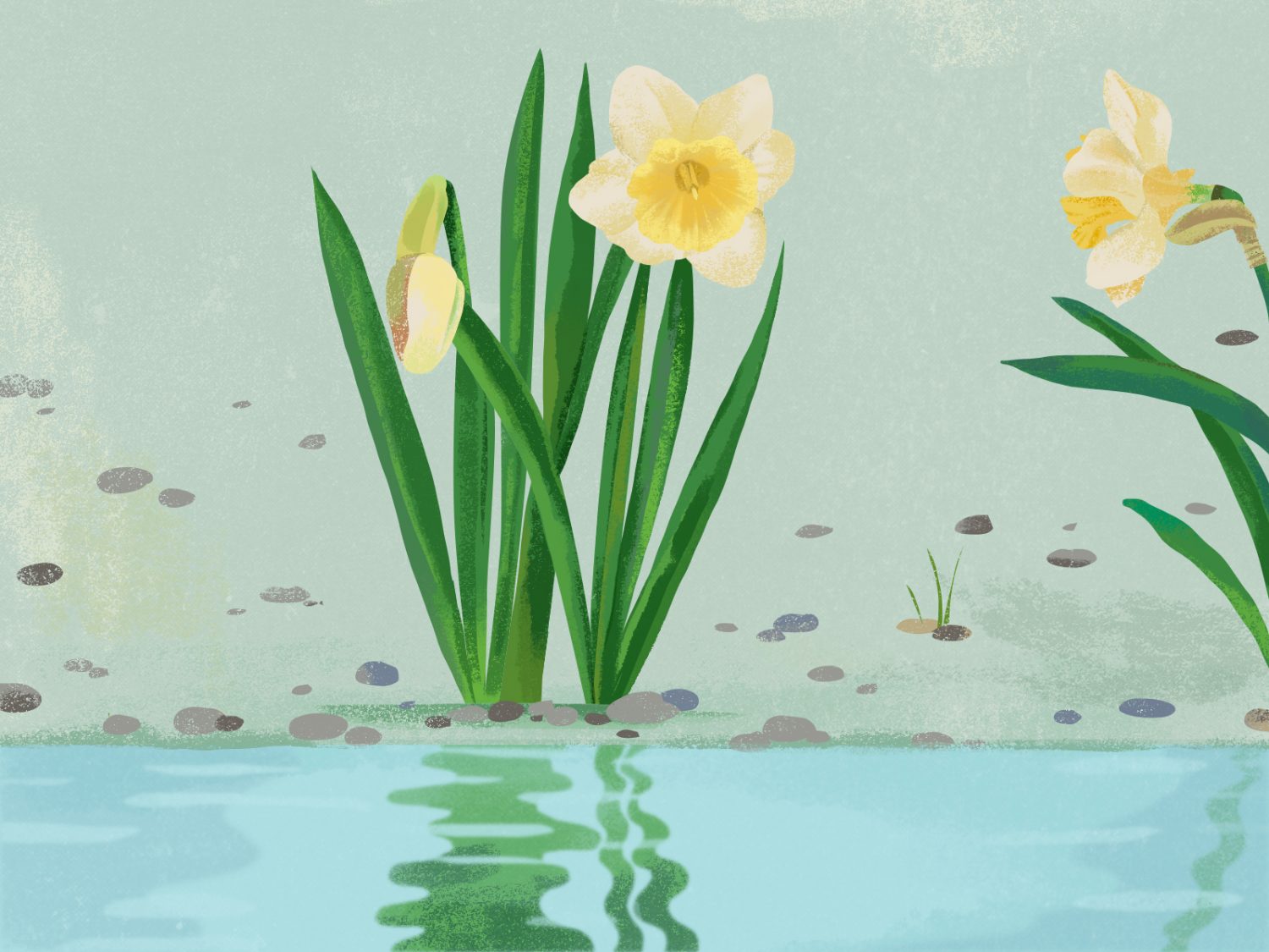 Narcissus Haiku Winners The Monthly Tricycle Haiku Challenge