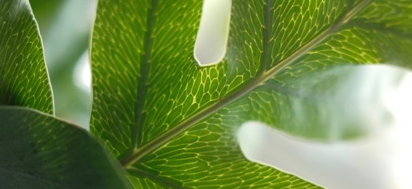 buddhism complexity theory