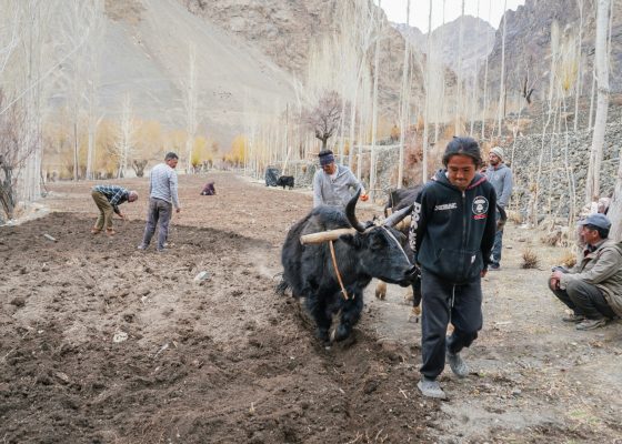ladakh plowing rituals