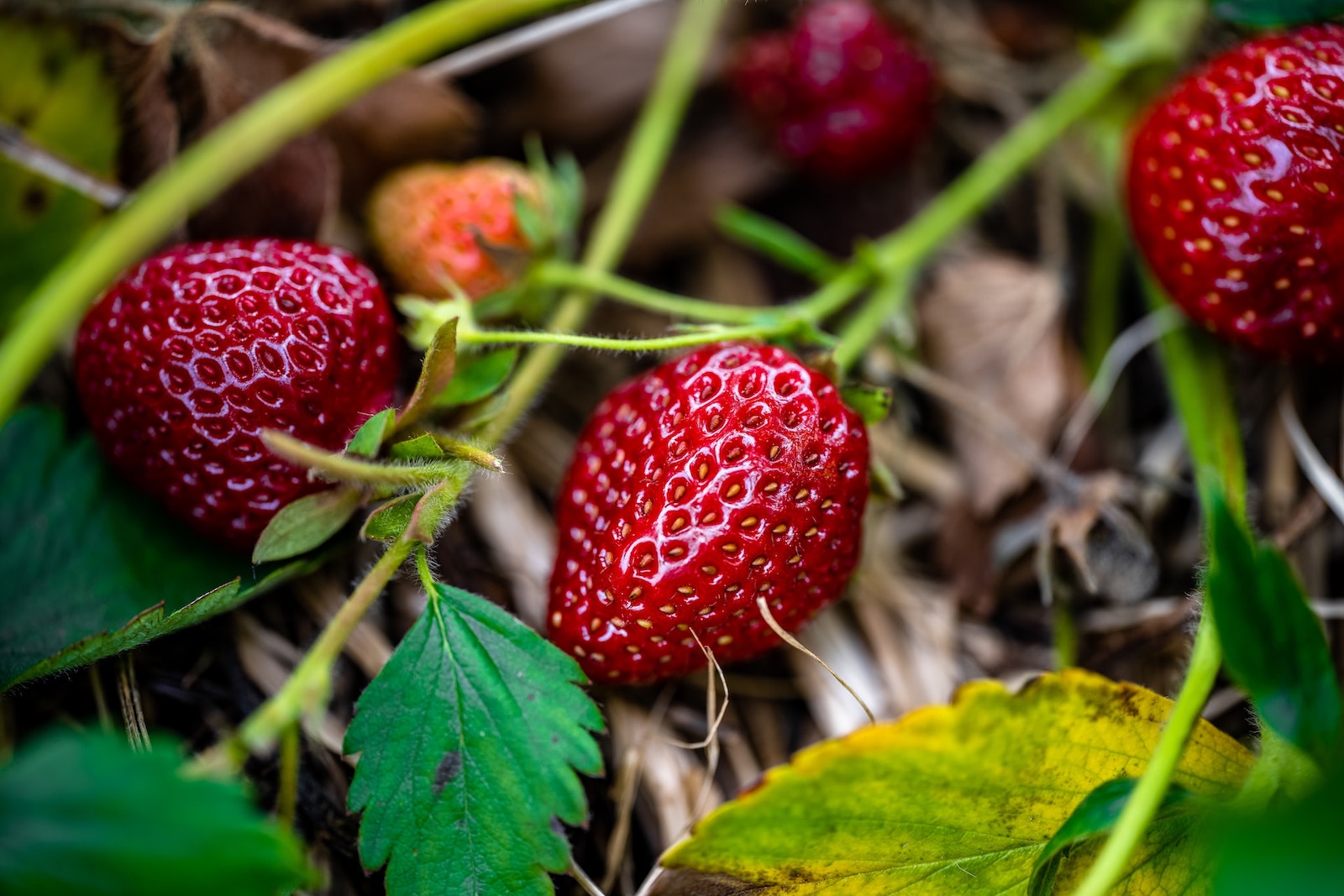 Strawberries and the Ethic of Appreciation