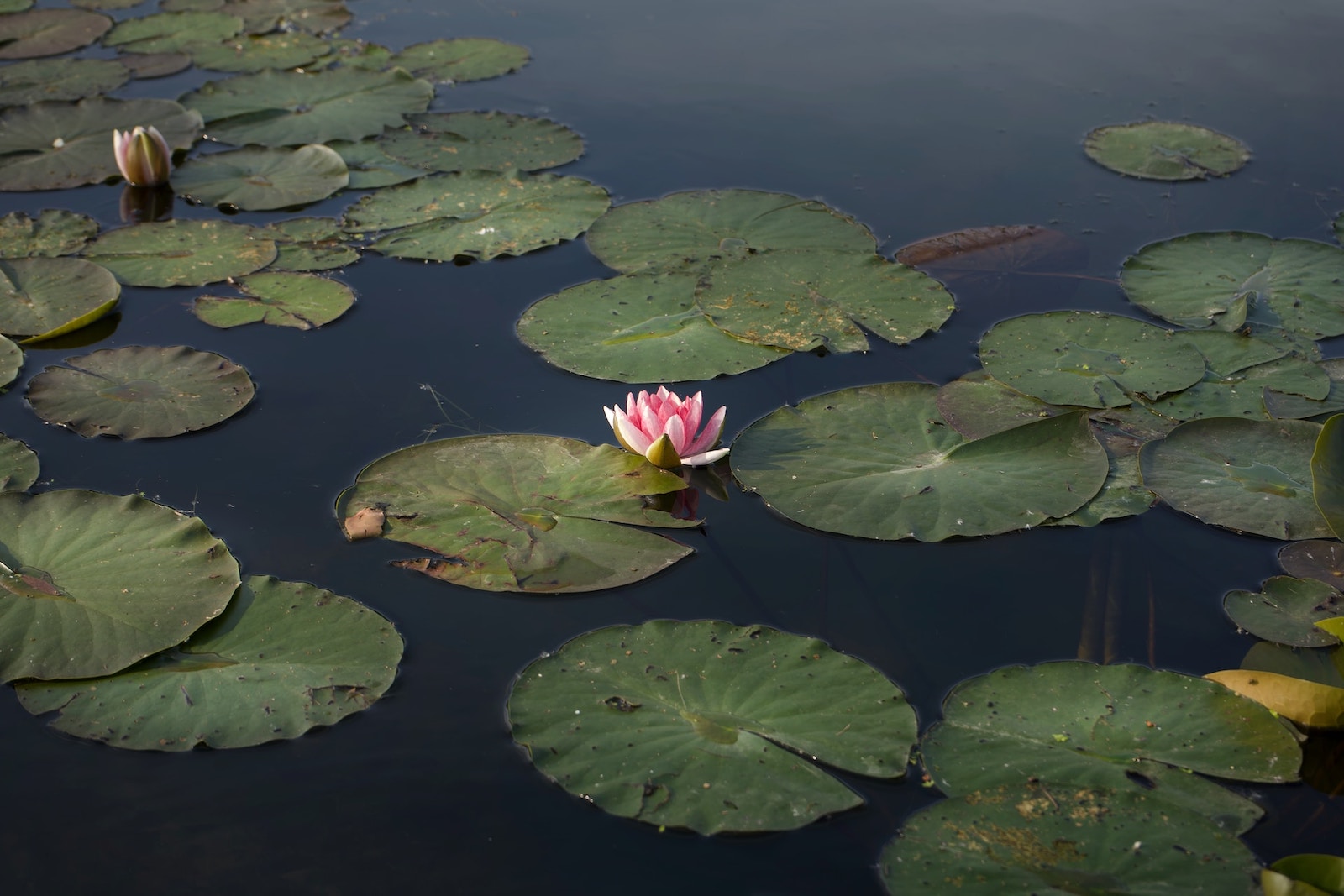 Don’t Read, Meditate!