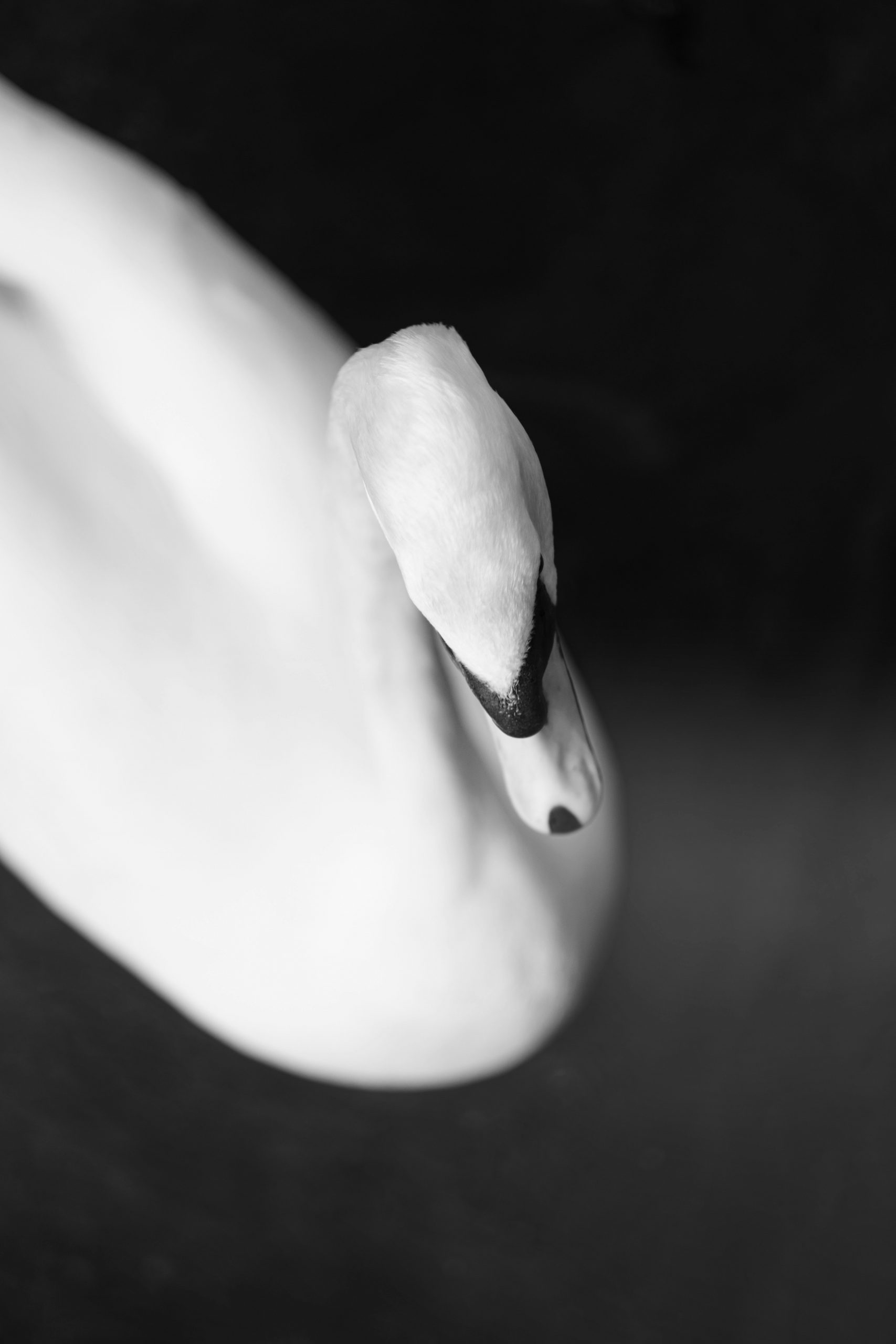 ‘The Wounded Swan’