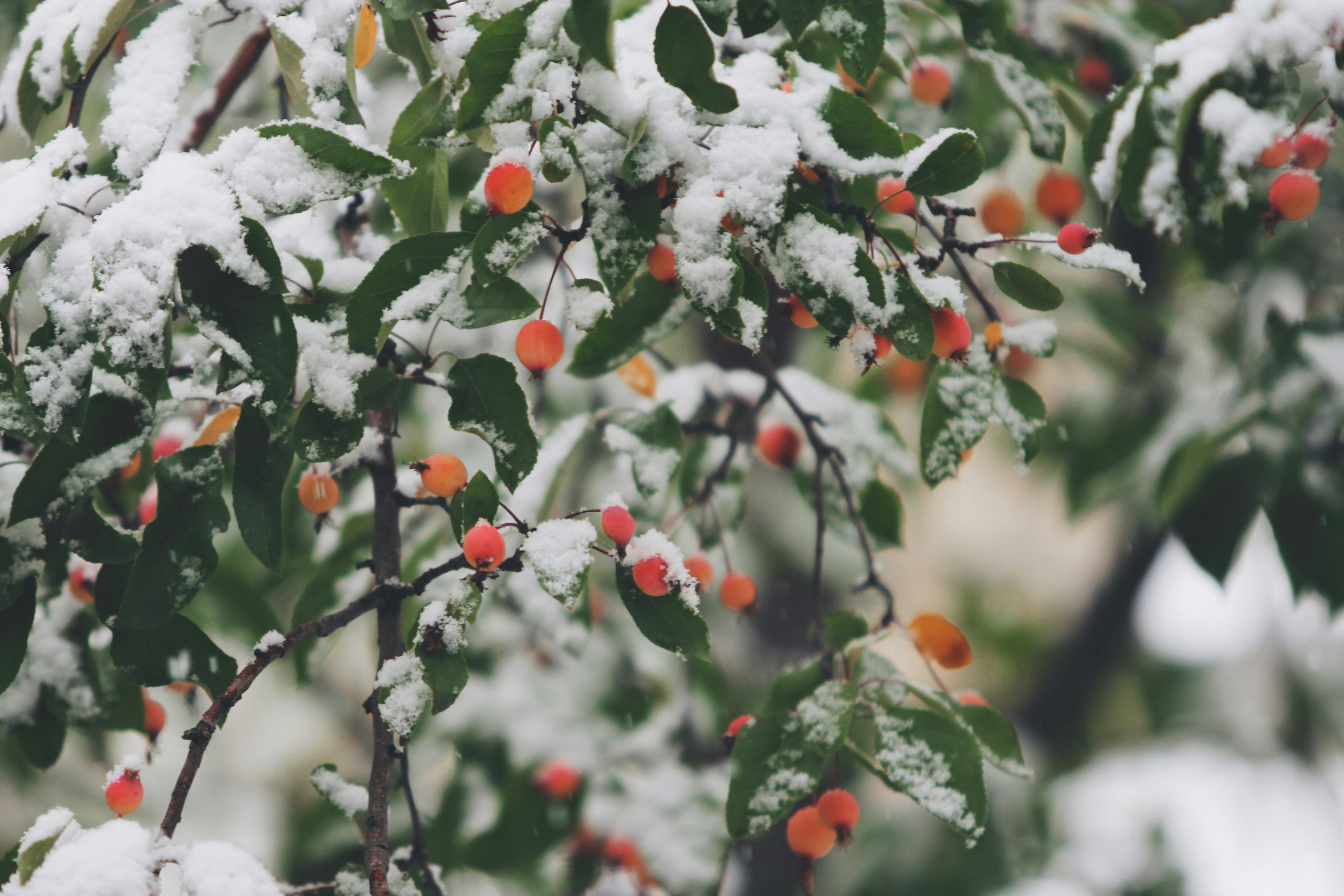 Winter Planning, Spring Planting