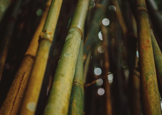 hallow bamboo breathing