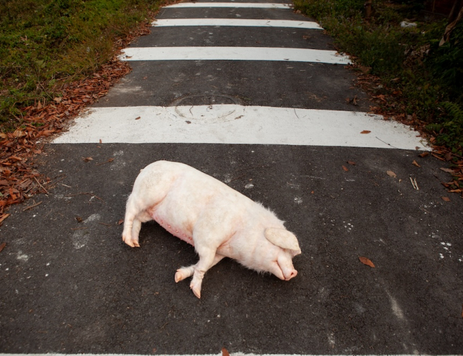 Pig at the Crossing still 7