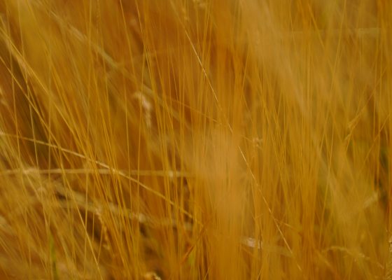 golden grass