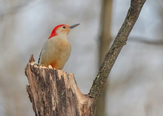 larry ward nondualism nature