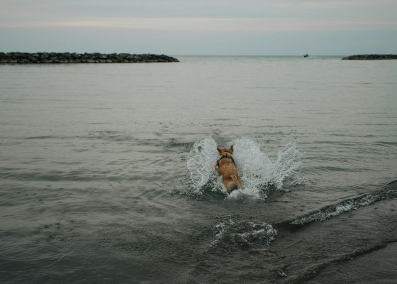 a dog diving into the ocean