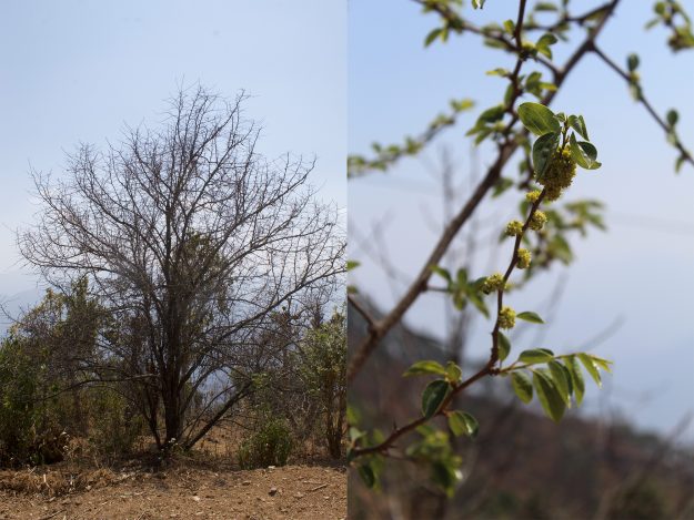 A mature Bodhichitta tree and a flowering Bodhichitta plant
