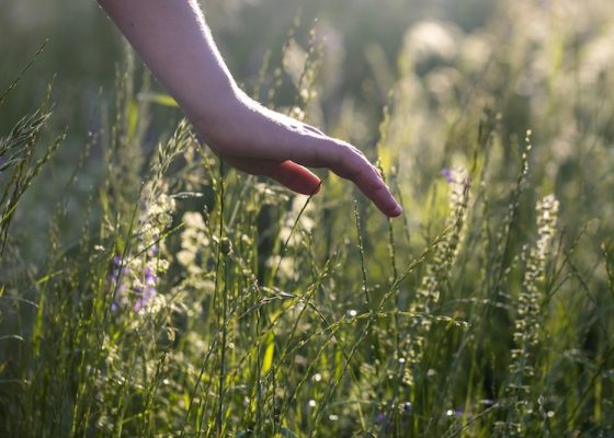 senses and environment meditation