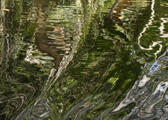 Noosa Everglades, Queensland