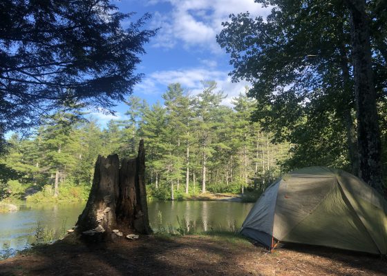 The woods in Wendell, Massachusetts
