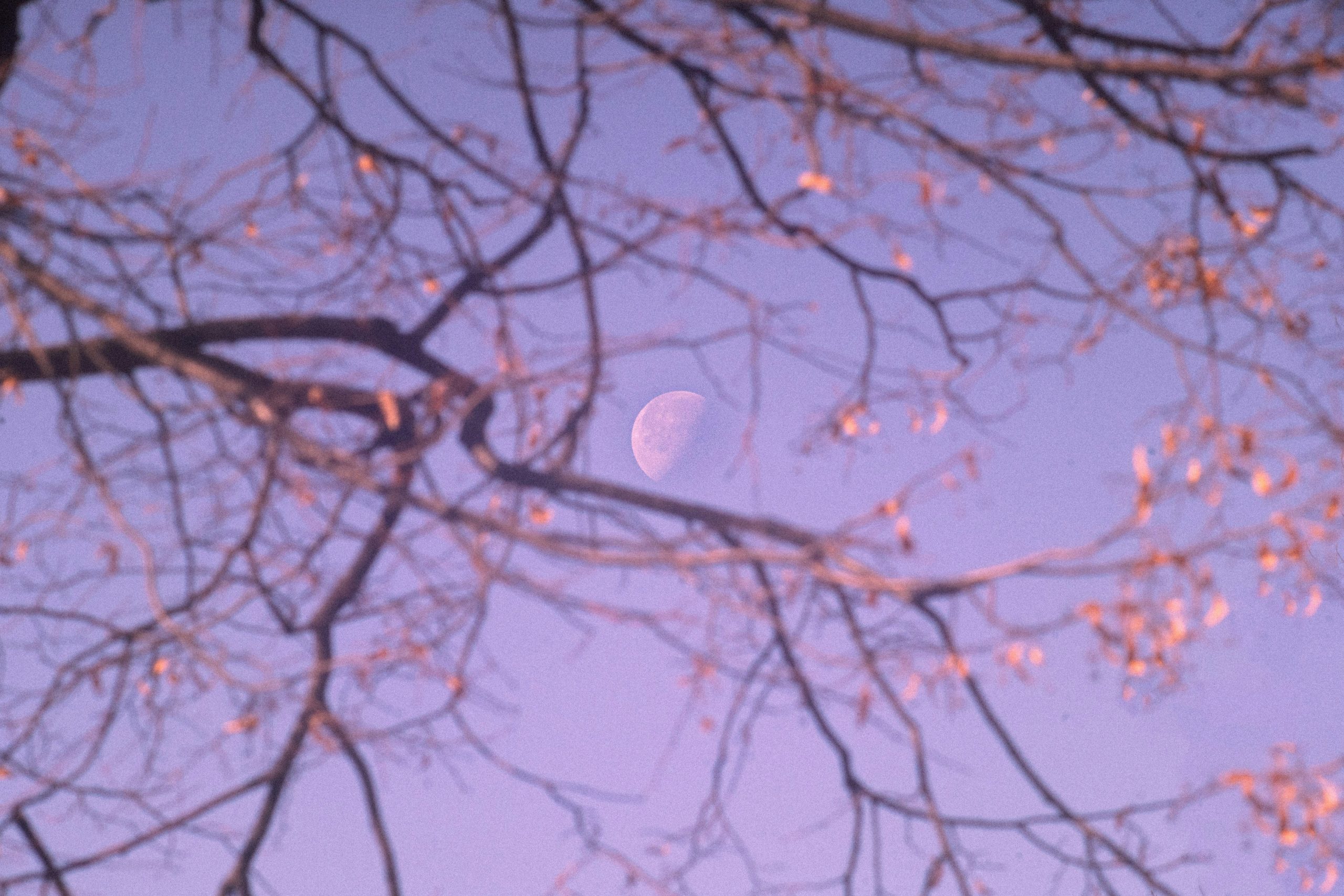 ‘Summer Moon’ and Other Poems