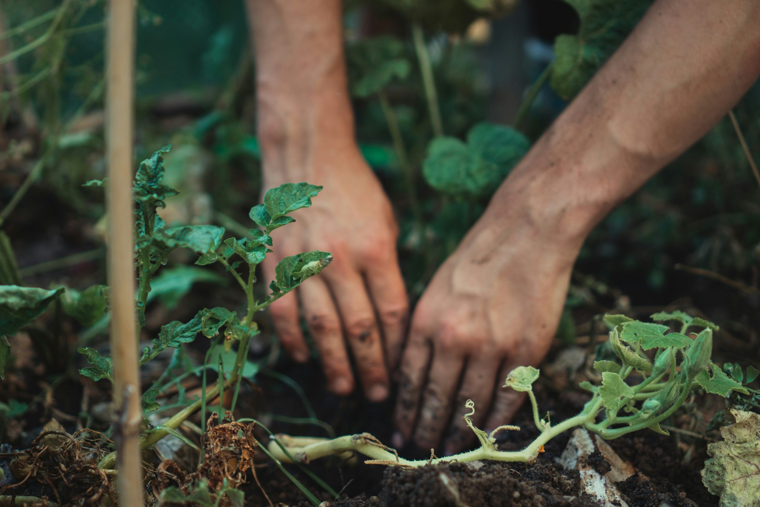 Mindfulness in the Garden