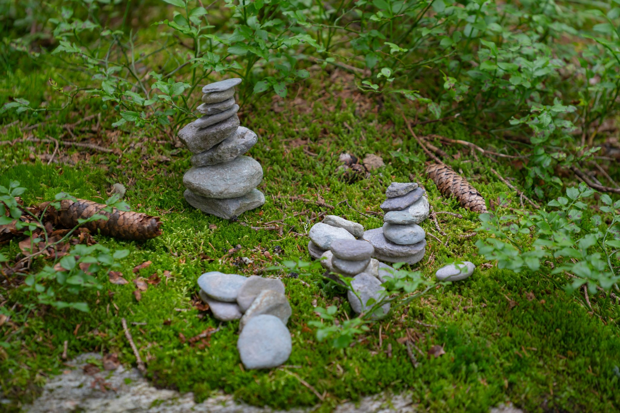 pequeñas piedras en un bosque