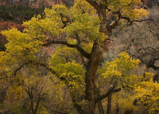 Virgin River Canyon, Zion National Park
