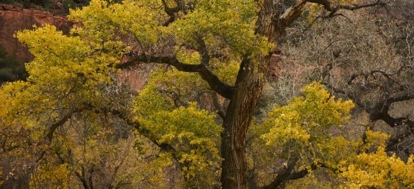 Virgin River Canyon, Zion National Park