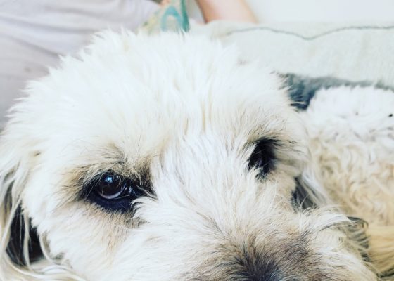 close-up image of a dog's face