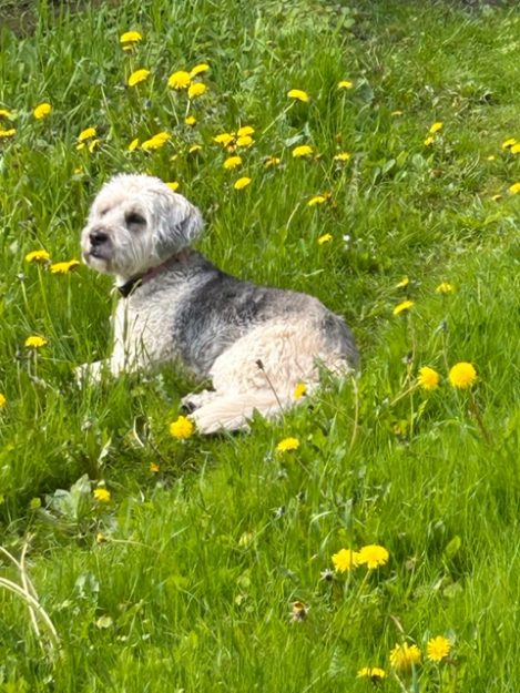 a dog in a field