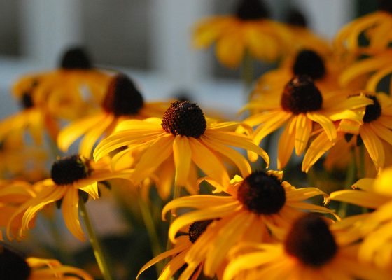 Coneflowers
