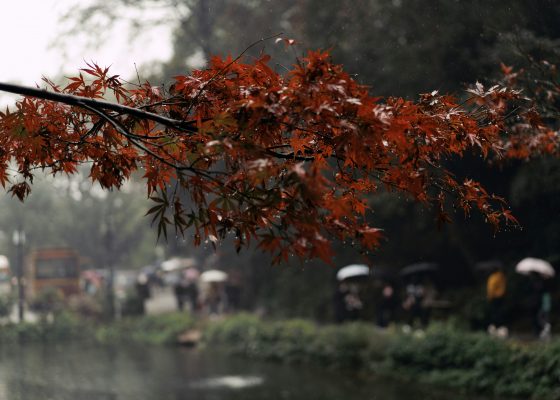 shangyang fang poems