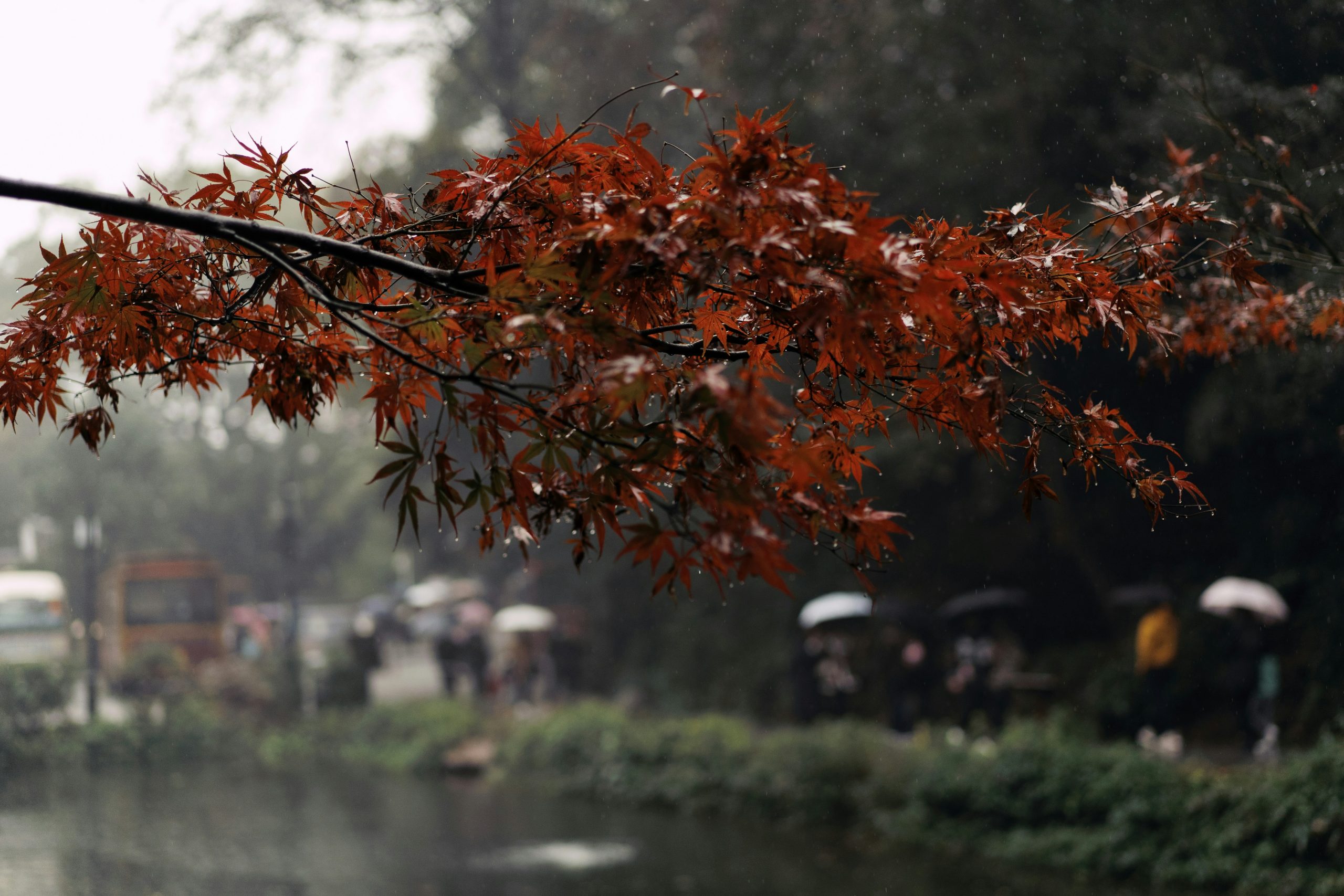 ‘Listening to Rain’ and Other Poems