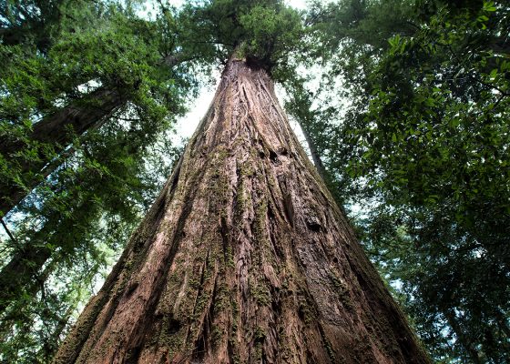 The Parson Jones Tree