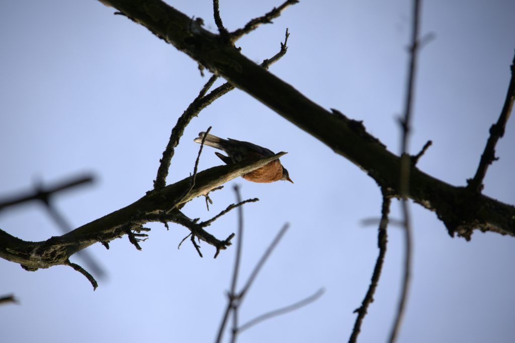 Liberation Through Non-Clinging Across Buddhist Traditions