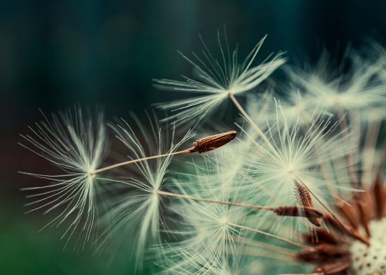 thich nhat hanh karma