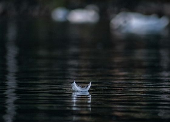 feather on water