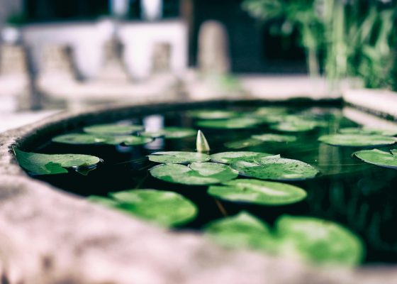 Upasika Kee Nanayon equanimity