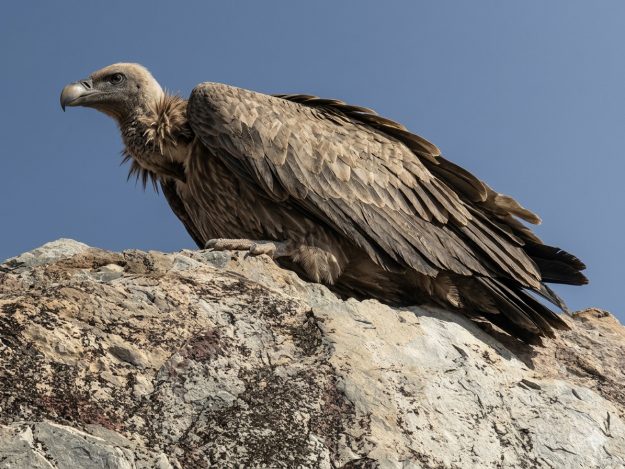 buddhist pilgrimage india