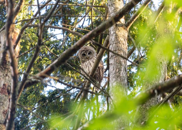 zen buddhism ornithology